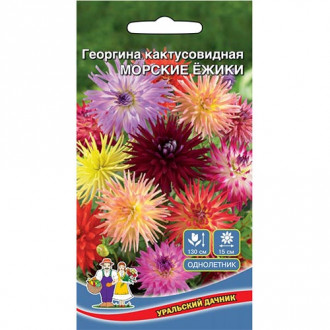 Георгина Морские Ежики, смесь окрасок изображение 7