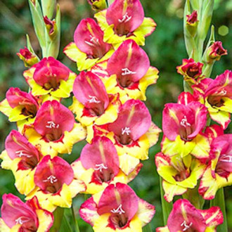 Гладиолус бамбино Васто изображение 9