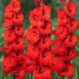 Гладиолус крупноцветковый Ред Бьюти изображение 1
