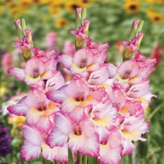 Гладиолус крупноцветковый Серафин изображение 4