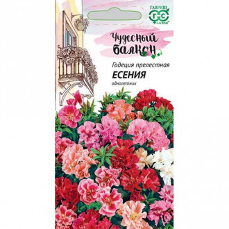 Годеция Есения, смесь окрасок изображение 17