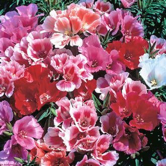Годеция Майские розы, смесь окрасок Premium Seeds изображение 5