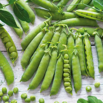 Горох Алтайский изумруд, семена изображение 7