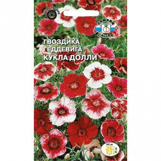 Гвоздика геддевига Кукла Долли, смесь окрасок изображение 4