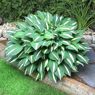 Хоста Риски Бизнес изображение 9