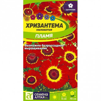 Хризантема Пламя, семена изображение 7
