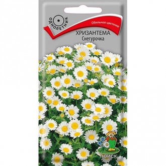 Хризантема Снегурочка, семена изображение 14