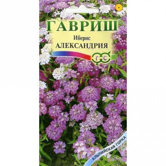 Иберис Александрия, смесь окрасок изображение 11