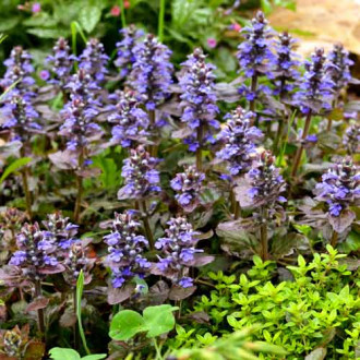 Живучка ползучая Эди изображение 7