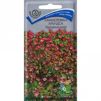 Камнеломка Арендса Пурпурный ковер, семена изображение 15