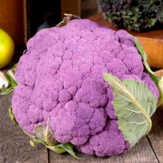 Капуста цветная Пурпурная головушка, семена изображение 2