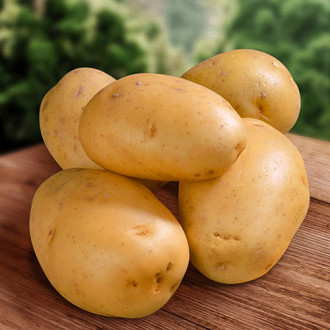Картофель Фрителла изображение 15
