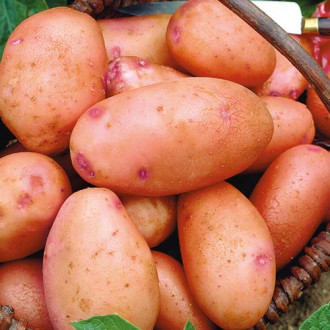 Картофель Снегирь изображение 18