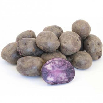 Картофель Солоха изображение 10