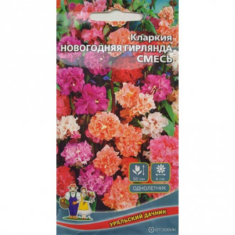 Кларкия Новогодняя гирлянда, смесь окрасок изображение 1