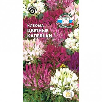 Клеома Цветные капельки, смесь окрасок изображение 6