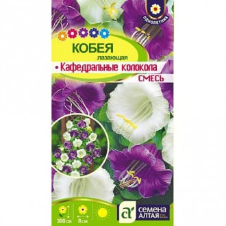 Кобея лазящая Кафедральные колокола фиолетовая, семена изображение 9