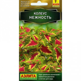 Колеус блюме Нежность Аэлита изображение 3