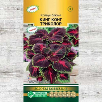 Колеус Блюме триколор Кинг Конг изображение 11