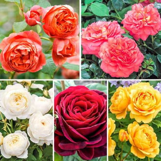 Комплект английских роз Парфюм из 5 сортов изображение 3