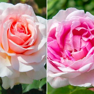 Комплект долгоцветущих роз из 2 саженцев изображение 1