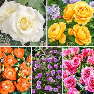 Комплект роз Цветочная симфония из 5 сортов изображение 1