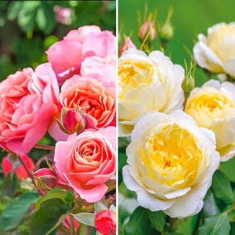 Комплект роз Фэшн из 2 сортов изображение 5