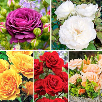 Комплект роз флорибунд Цветной микс из 5 саженцев изображение 5