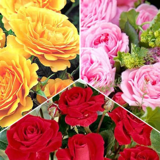 Комплект роз флорибунд Триколор из 3 саженцев изображение 6