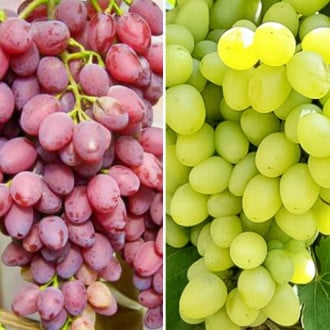 Комплект винограда Ассорти из 2 сортов изображение 4