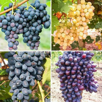 Комплект винограда Искушение из 4 сортов изображение 6