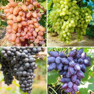 Комплект винограда Натюрморт из 4 сортов изображение 5