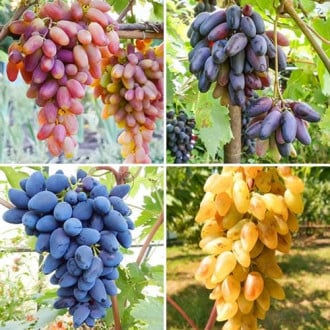Комплект винограда Пальчиковый бум из 4 сортов изображение 6
