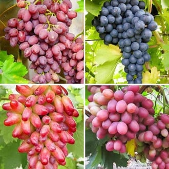 Комплект винограда Рубиновая лоза из 4 сортов изображение 6