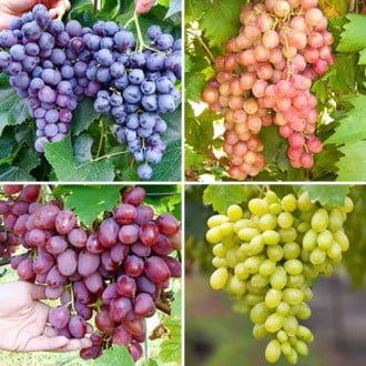 Комплект винограда Сахарный щербет из 4 сортов изображение 3