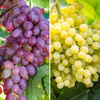 Комплект винограда Сверхранний из 2 сортов изображение 5