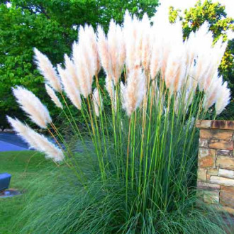 Кортадерия (пампасная трава) белая изображение 1