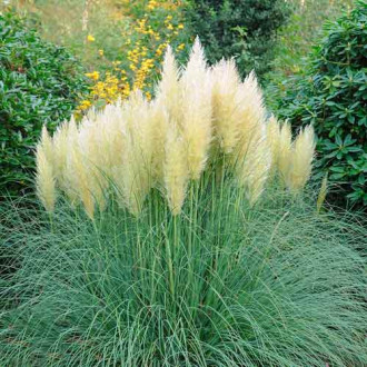 Кортадерия (пампасная трава) серебристая изображение 1