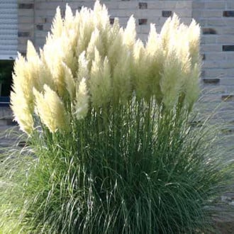 Кортадерия (пампасная трава) Вайт Фезер изображение 1