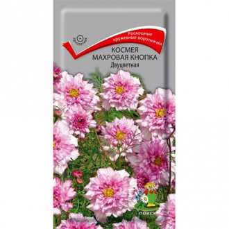 Космея Кнопка двуцветная, семена изображение 12