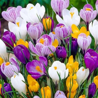 Крокус крупноцветковый Весенняя палитра, микс изображение 9