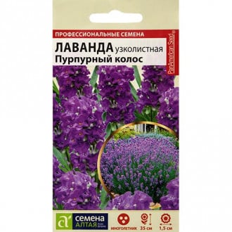 Лаванда Пурпурный колос, семена изображение 15