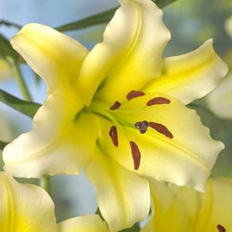 Лилия-дерево Серано изображение 2