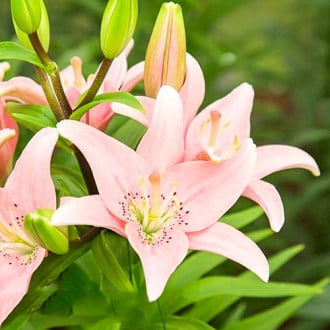 Лилия Элоди фото 8 Лилия Элоди изображение 8