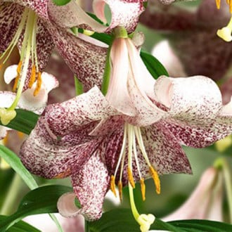 Лилия Ланкон фото 9 Лилия Ланкон изображение 9