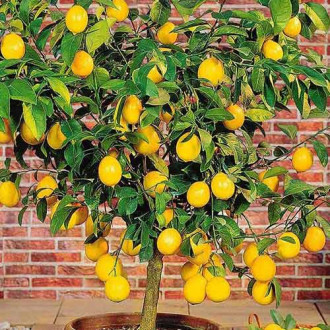 Лимон изображение 4