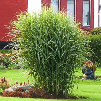 Купить саженцы мискантуса с доставкой почтой в Минске, Беларуси ...