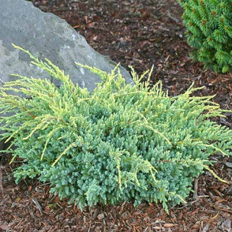 Можжевельник чешуйчатый Холгер изображение 17