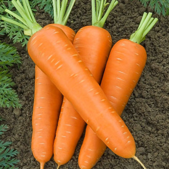 Морковь Бессердцевинная Королева Premium Seeds изображение 6
