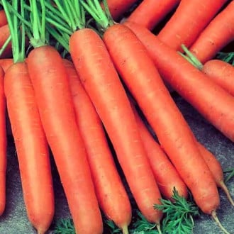 Морковь гранулированная бессерцевинная Лонге Роте изображение 5